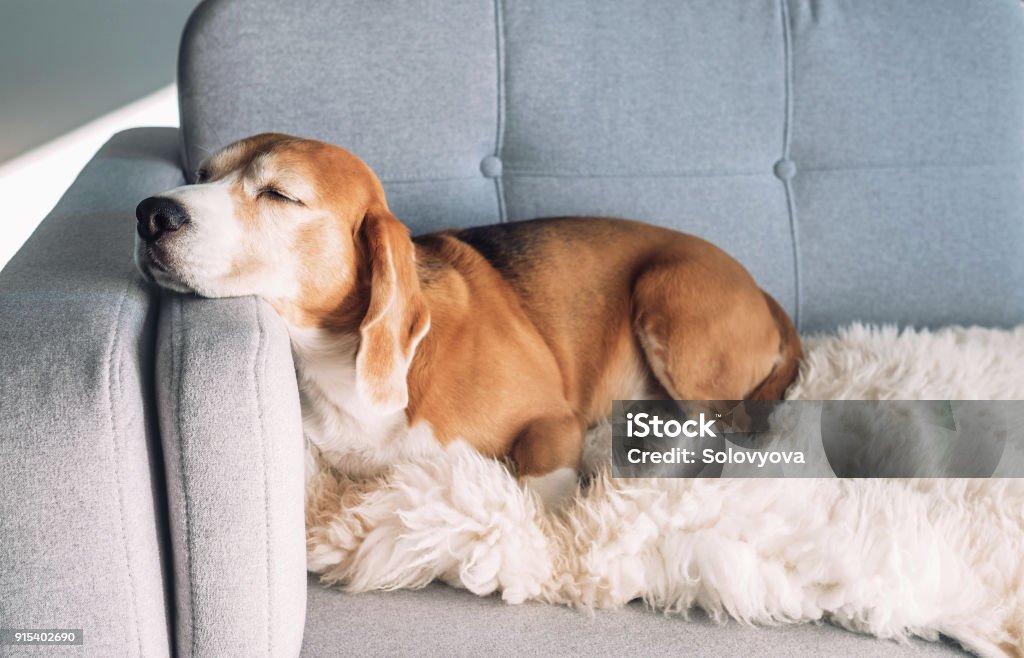 Beagle sleeps on cozy sofa Dog Stock Photo