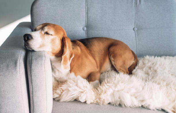 Beagle sleeps on cozy sofa stock photo