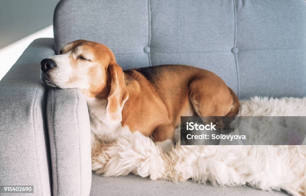 Beagle Sleeps On Cozy Sofa Stock Photo - Download Image Now - Dog, Domestic Life, Sofa