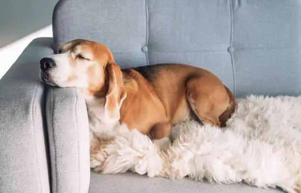 Photo of Beagle sleeps on cozy sofa
