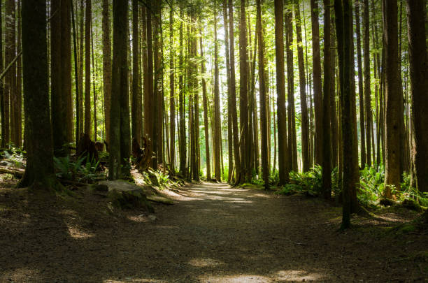 istock Deserted Stretch of a Woodland Path 915413722
