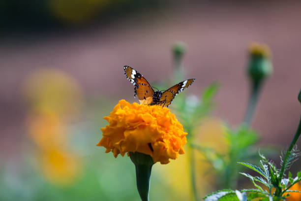 бабочка монарха - tiger beauty in nature insects nature стоковые фото и изображения