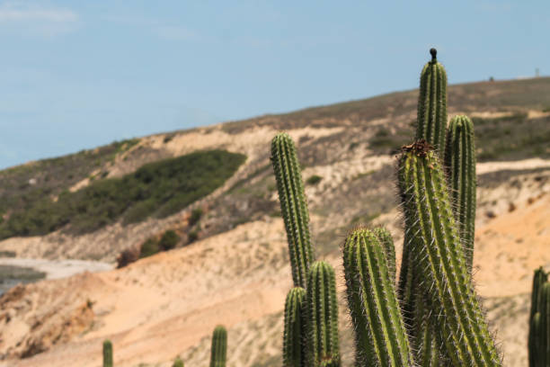 istock Beautiful view of the dunes and ocean 915415242