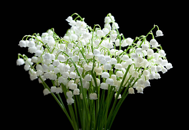 beautiful, fresh lilies of the valley isolated on black