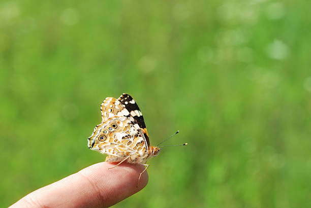 istock Painted Lady butterfly standing on a human finger tip 91542609
