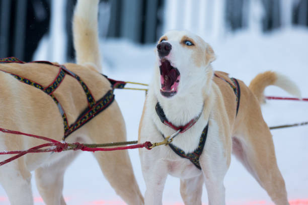 Siberian huskies racing through the Snow in a sleddog race.