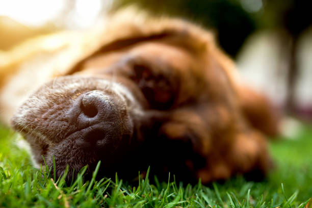 Dog nose, dog sleeping on green grass. Summer sunny day.