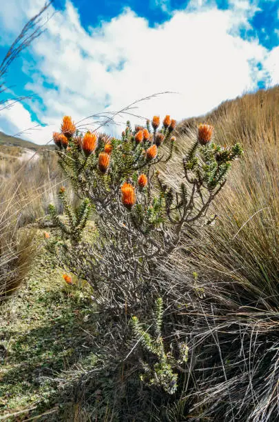 Chuquiragua Andean flower near Chimborazo volcano in Ecuador, South America