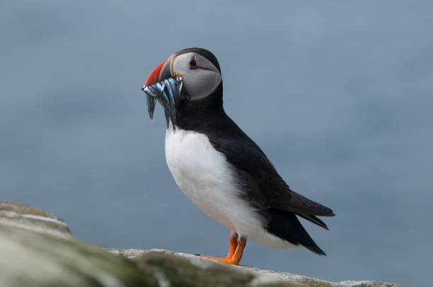 istock Puffin Department (Fratercula arctica) 915451204
