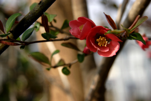 Rosa blühende chinesische Zierquitte im April im Garten