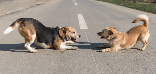 Two dogs playing outside stock photo