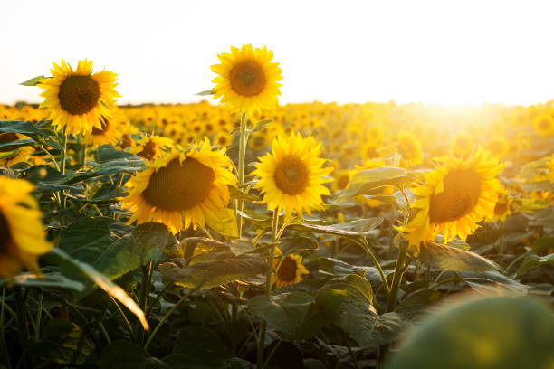 istock Sunflower field. Background concept, copy space. 915455302