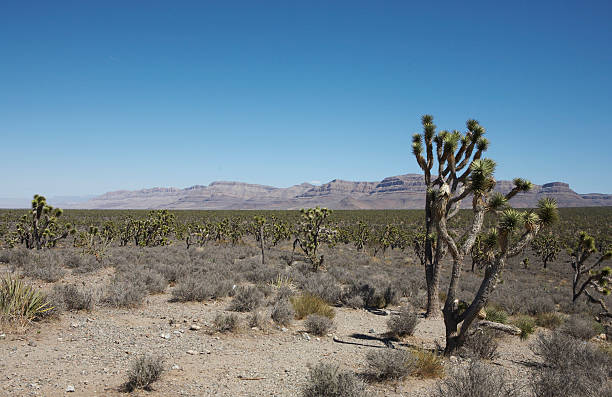 istock Joshua trees in Arizona 91545602