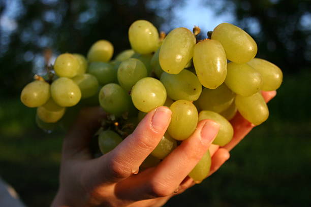 istock Bunch of grapes 91545711
