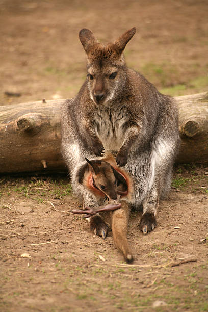 kangaroo con bebé - skippy fotografías e imágenes de stock