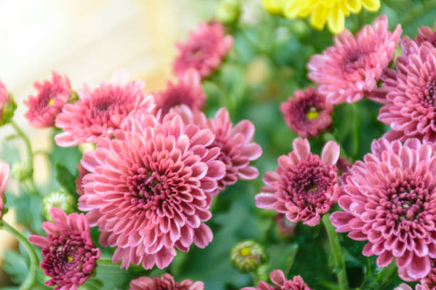 istock pink chrysanthemum flower 915458414