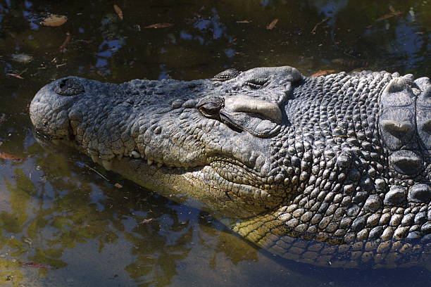 Crocodilo sorridente - fotografia de stock