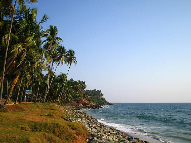 Varkala palme - foto stock