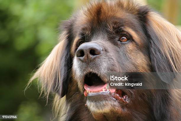 Leonberger Foto de stock y más banco de imágenes de Abrigo - Abrigo, Actuación - Representación, Almohadillas - Pata de animal