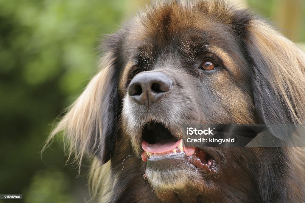 Leonberger - Foto de stock de Animal royalty-free