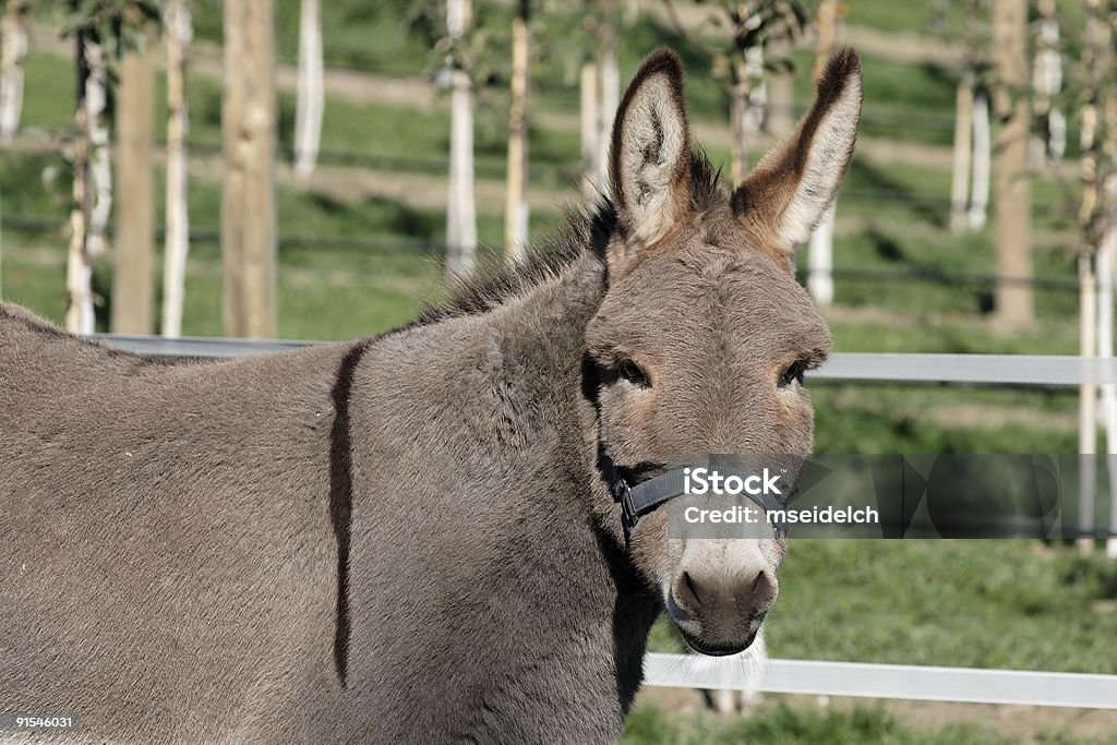 Donkey Head - Lizenzfrei Agrarbetrieb Stock-Foto