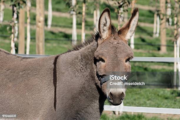 Donkey Head Stockfoto und mehr Bilder von Agrarbetrieb - Agrarbetrieb, Blick in die Kamera, Einzelnes Tier