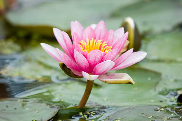 das lotusblüten - lillypad lily water lily water stock-fotos und bilder