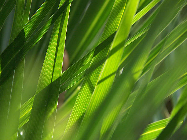 istock Palm Leaves in the Sun 91546289
