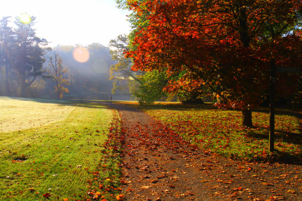 early morning sun, autumn atmosphere, colourful trees