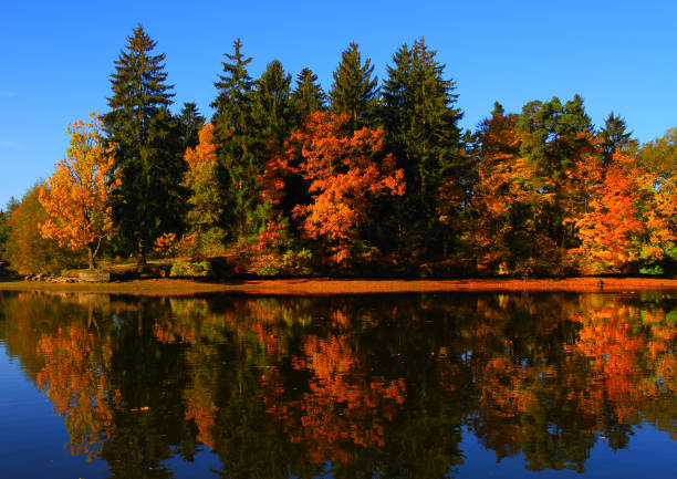 istock sunny autumn morning, colorful nature 915465726