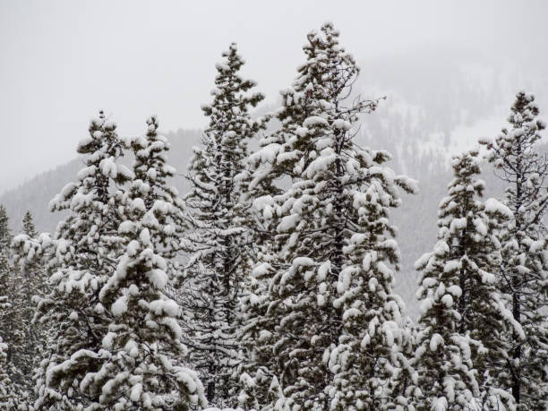 istock Sunwapta Falls Trees in Winter 915476606
