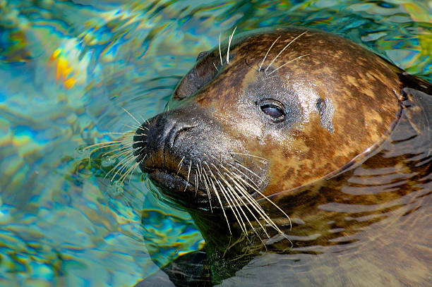 Sealion stock photo