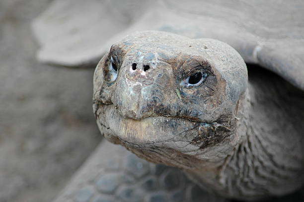 istock giant tortoise, Geochelone elephantopus 91548183