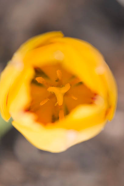 Inside a Yellow Flower stock photo