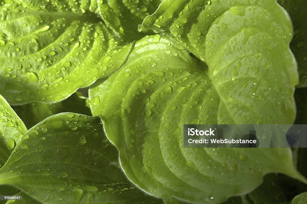 Hosta - Foto de stock de Arbusto royalty-free