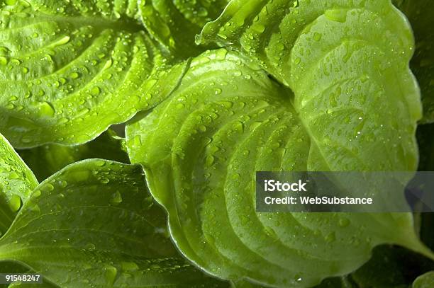 Foto de Hosta e mais fotos de stock de Arbusto - Arbusto, Botânica - Assunto, Canteiro de Flores