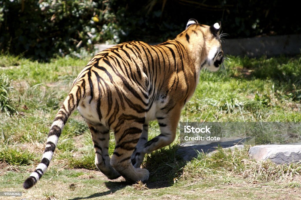 Tigre de course - Photo de Afrique libre de droits