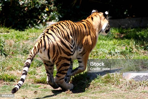 Photo libre de droit de Tigre De Course banque d'images et plus d'images libres de droit de Afrique - Afrique, Animaux de safari, Chasser