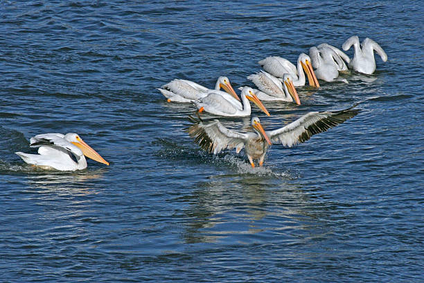 Pelican stock photo