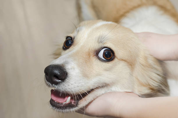 istock The dog's head in children's hands 915494874