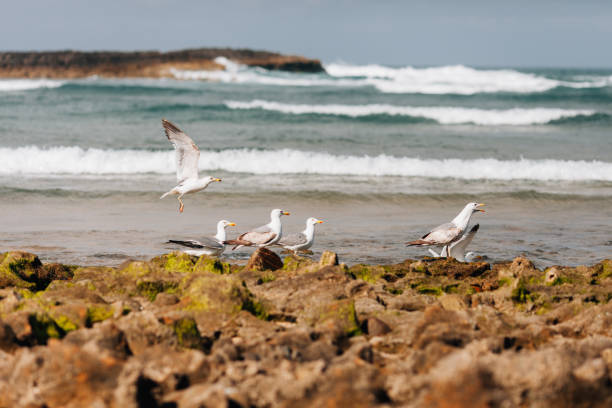 istock Seagulls On Shore At Beach 915495442