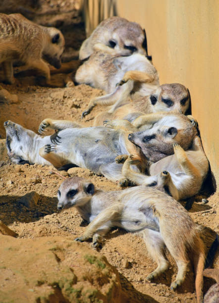 istock High Angle View Of Meerkats On Dirt Road 915499434