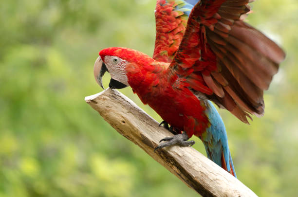 istock Close-Up Of Scarlet Macaw Perching On Tree 915499642