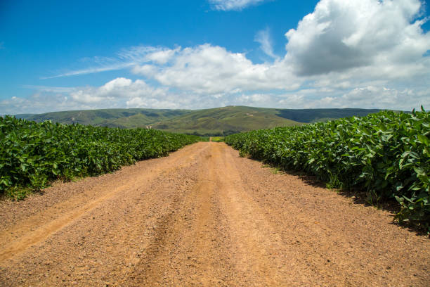 plantación de soja camino montaña brasil - photography cloud plantation plant fotografías e imágenes de stock