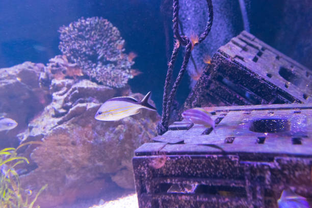 istock ocean fish sea close up 915502888
