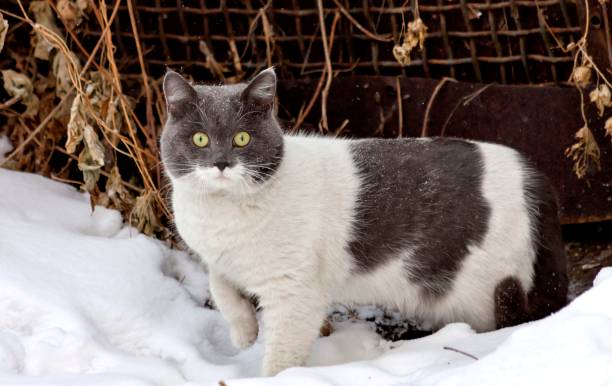 istock white and grey cat on fresh snow 915507086