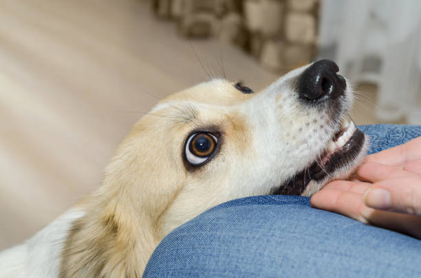 istock The dog's head in children's hands 915507792