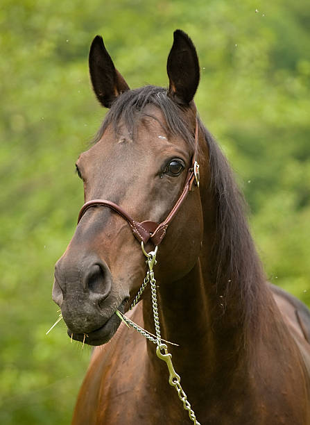 istock Portrait of black stallion. 91551617