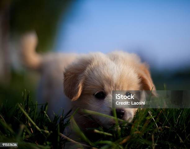 Photo libre de droit de Chiot banque d'images et plus d'images libres de droit de Admirer le paysage - Admirer le paysage, Animaux de compagnie, Animaux domestiques