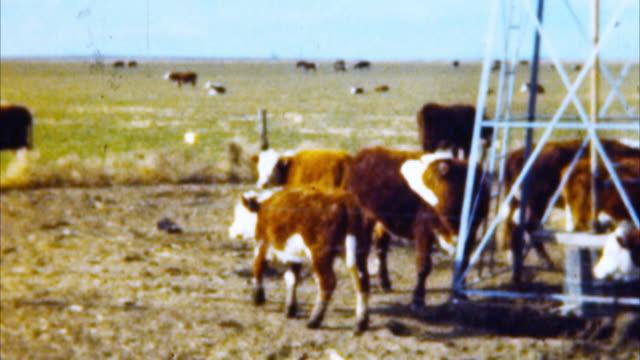 Cows at Pasture (Archival 1950s)